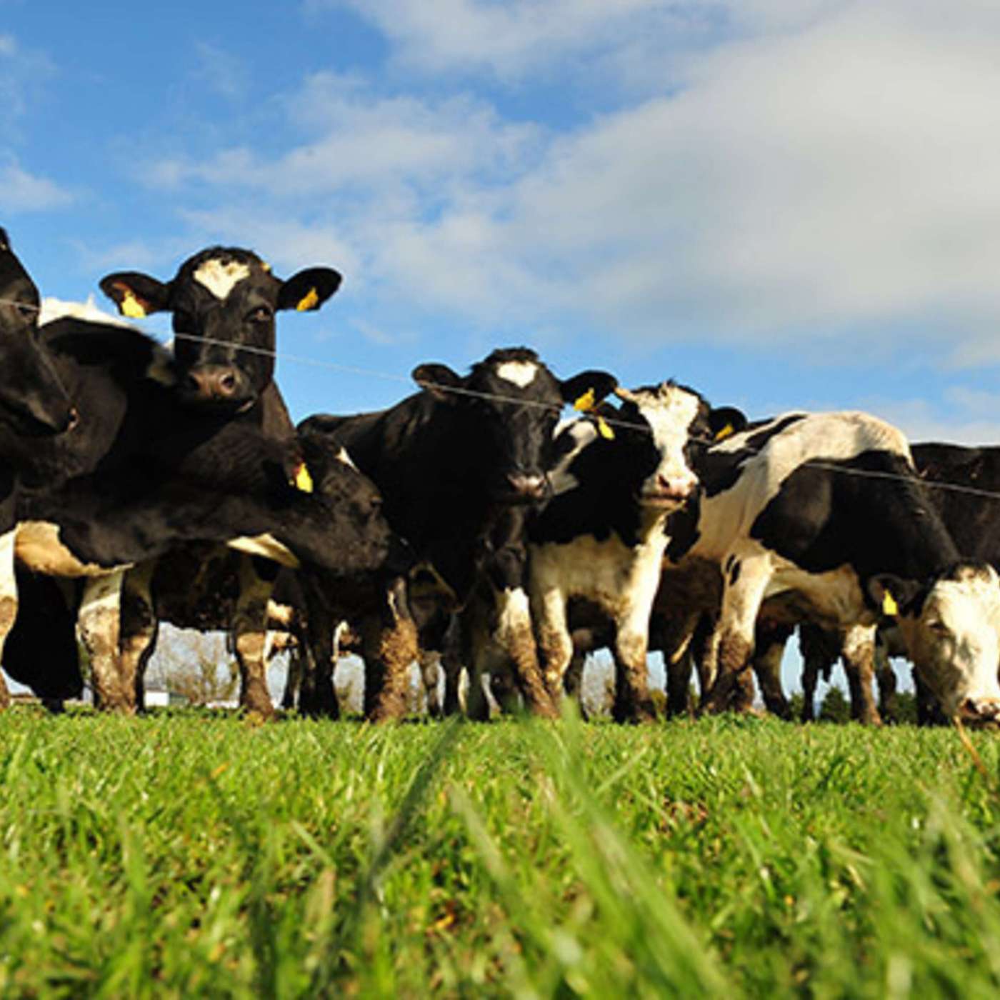 Sustainable Dairy Farming and the Challenges Ahead