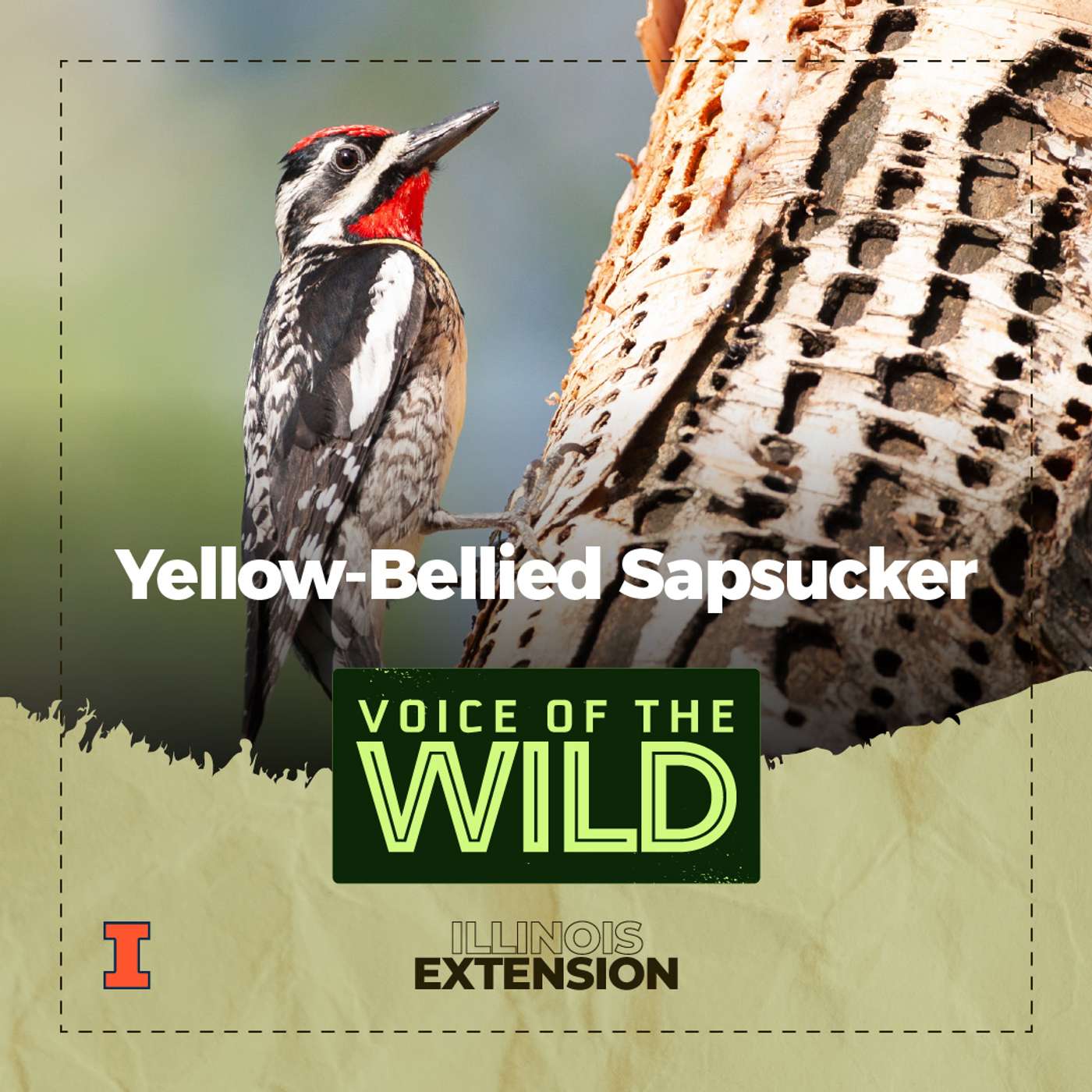 Episode 74: Yellow-Bellied Sapsucker – Voice of the Wild