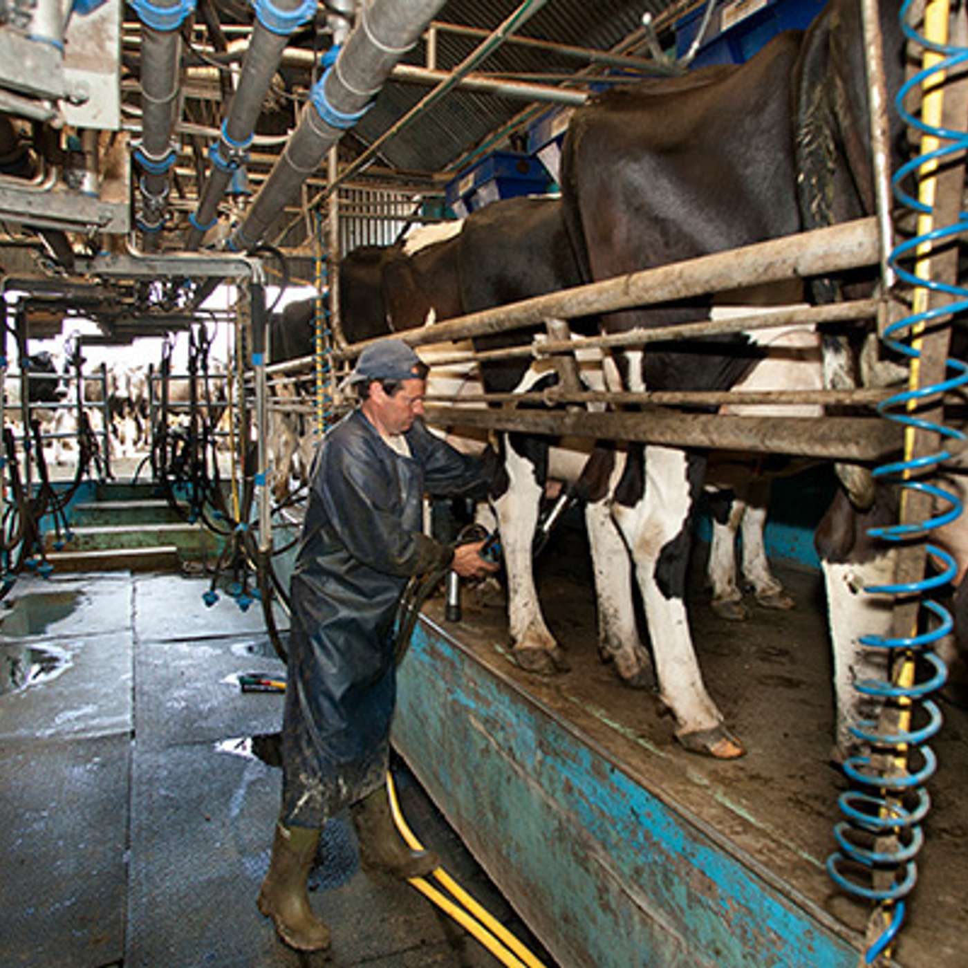 Tactical use of once-a-day milking to reduce daily workload in early lactation