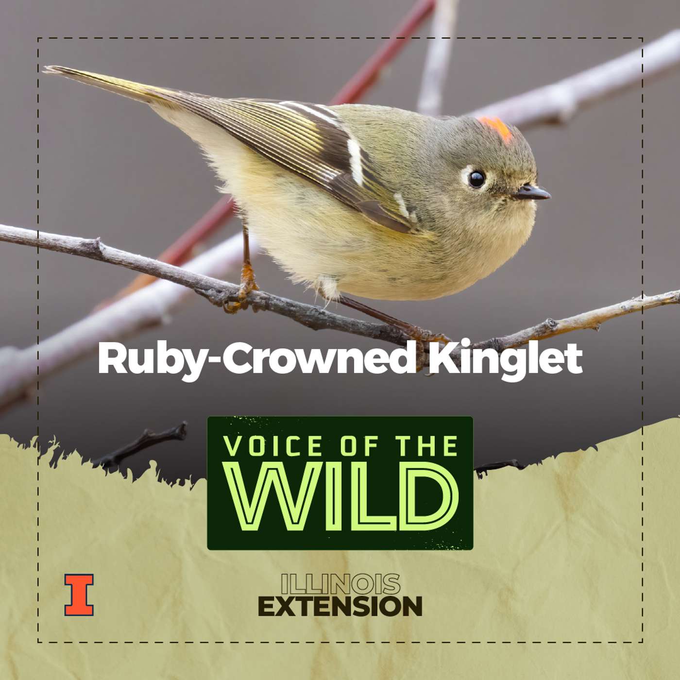 Episode 48: Ruby-Crowned Kinglet – Voice of the Wild episode artwork