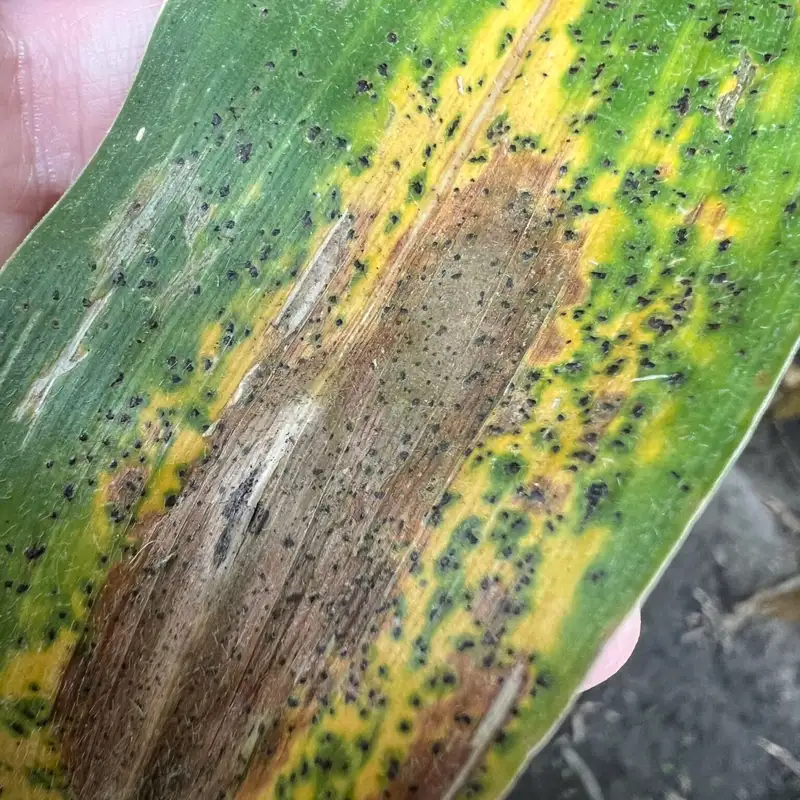 A Record Crop During a Wet Year?