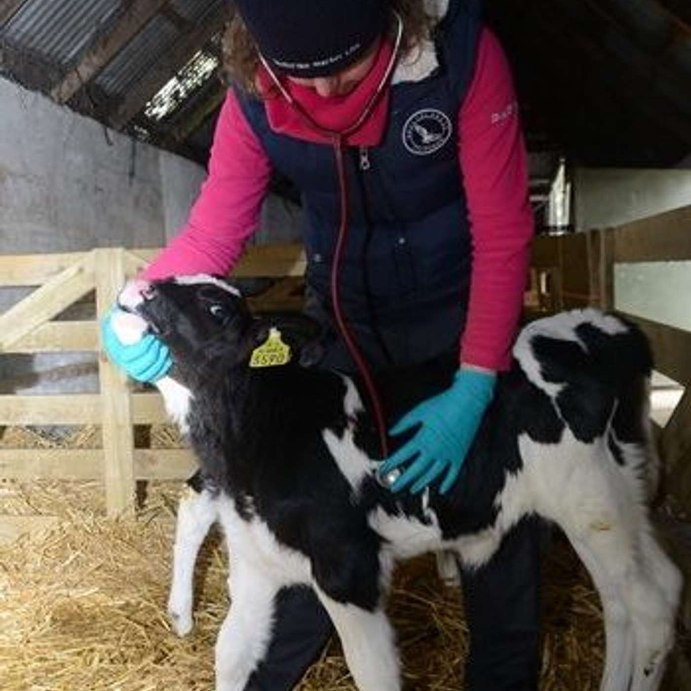 Keeping cows & calves healthy in March - a vet’s perspective