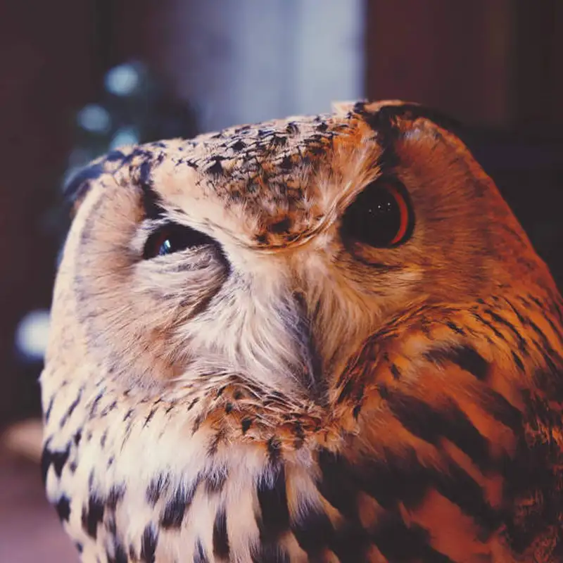 Seth Kugel - A guide for the globally curious