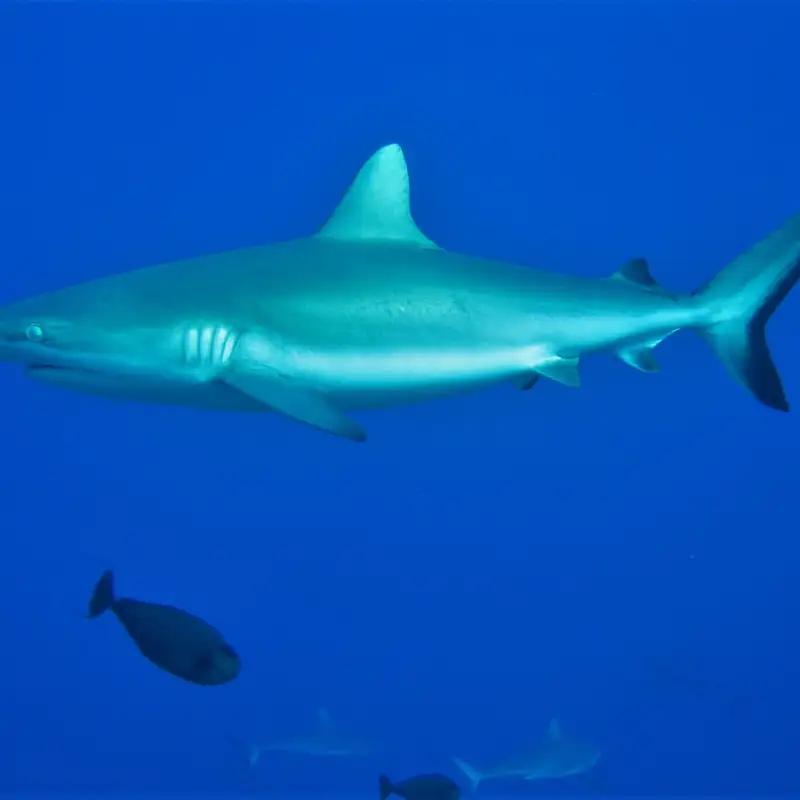 Shark Memories Interview