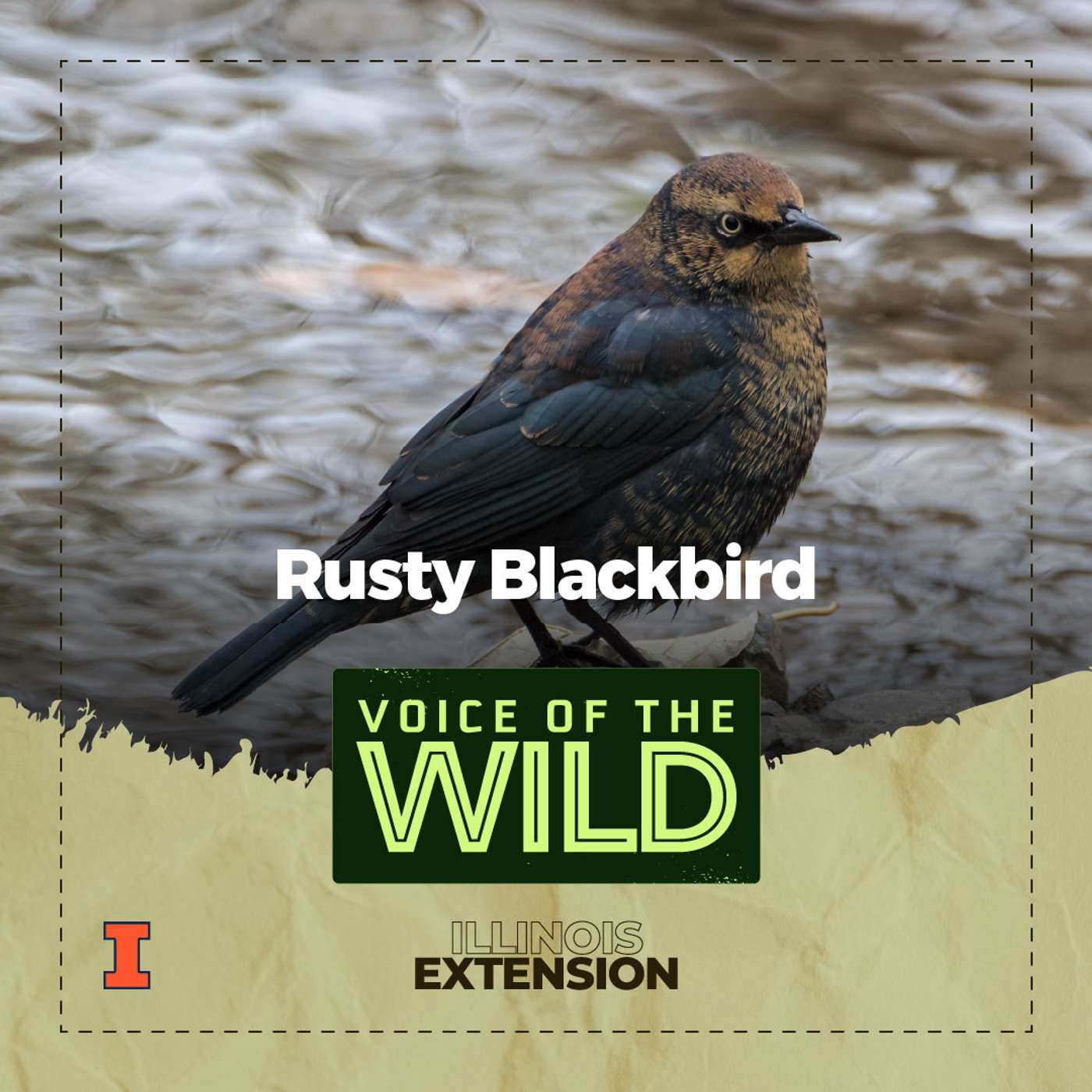 Episode 90: Rusty Blackbird – Voice of the Wild episode artwork