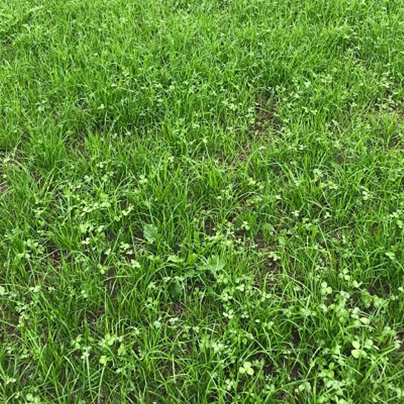 ProClova XL – the new herbicide for use in white clover swards and reseeds