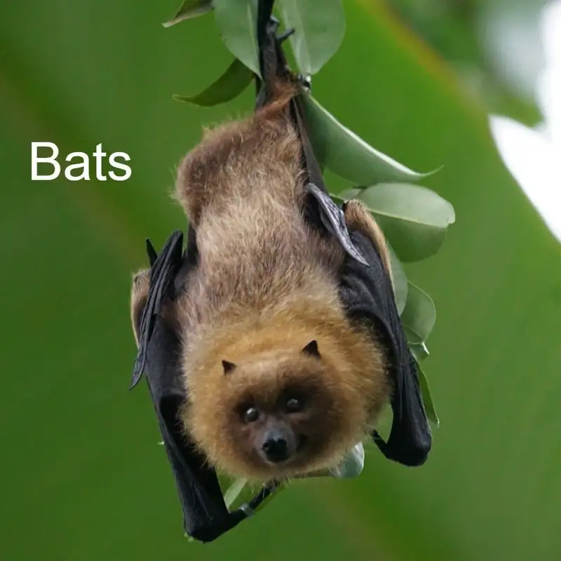 Bats!