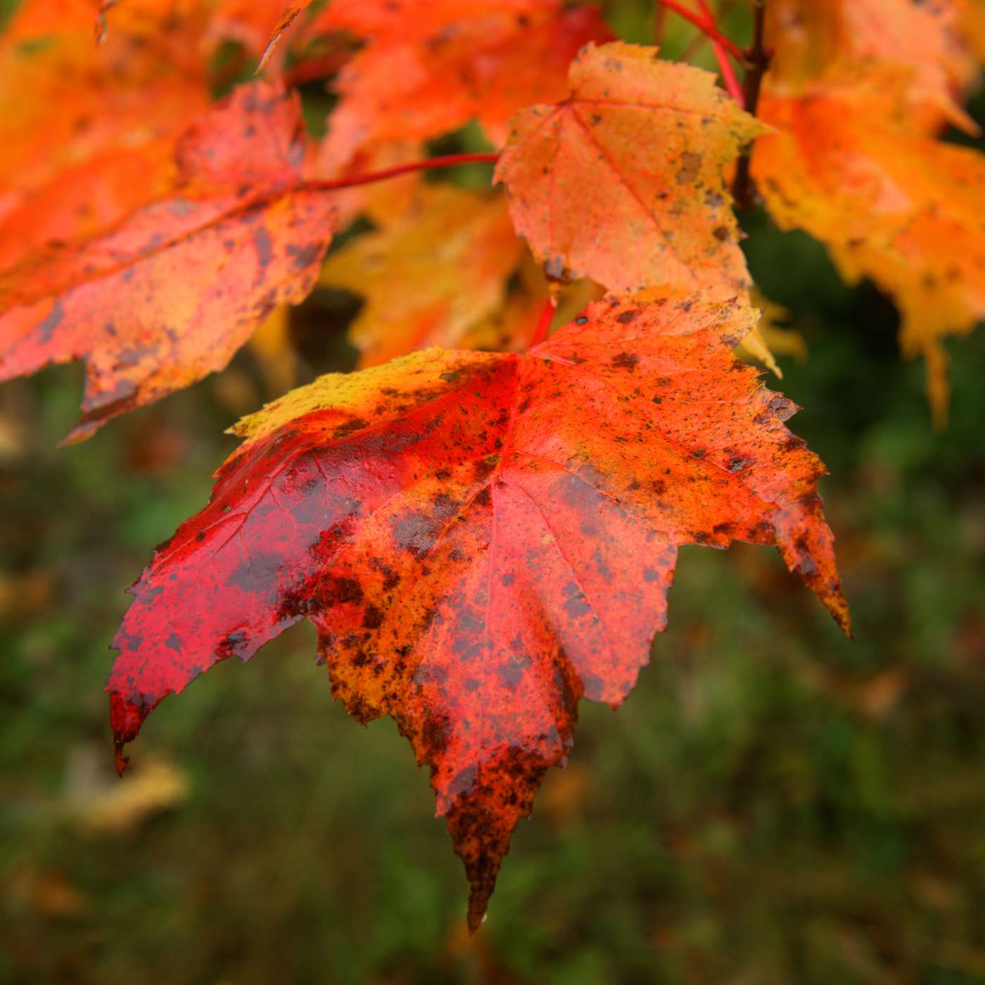 The Nature Photography Podcast
