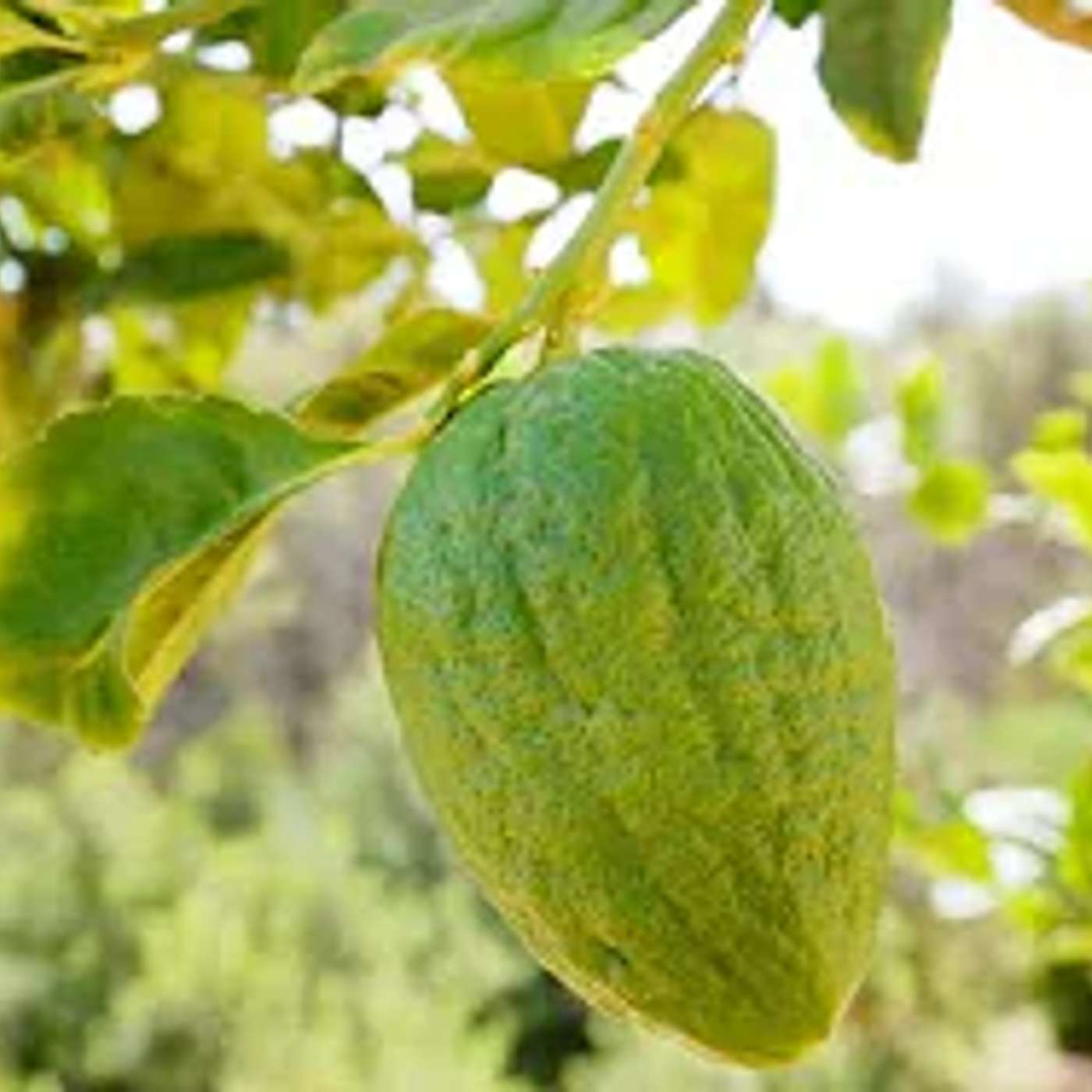 הכיצד שלח משה רבינו שליחים לקלבריא להביא אתרוגים ועוד ▪️ הרב נחמנסון ▪️ (בית כנסת חב"ד חדרה)***