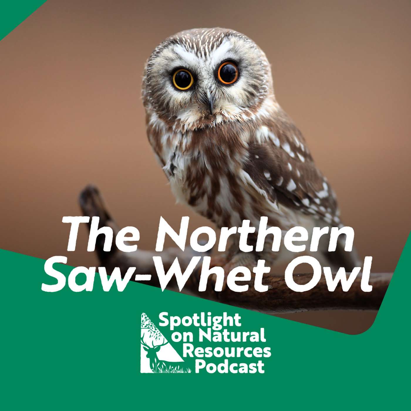 The Northern Saw-Whet Owl