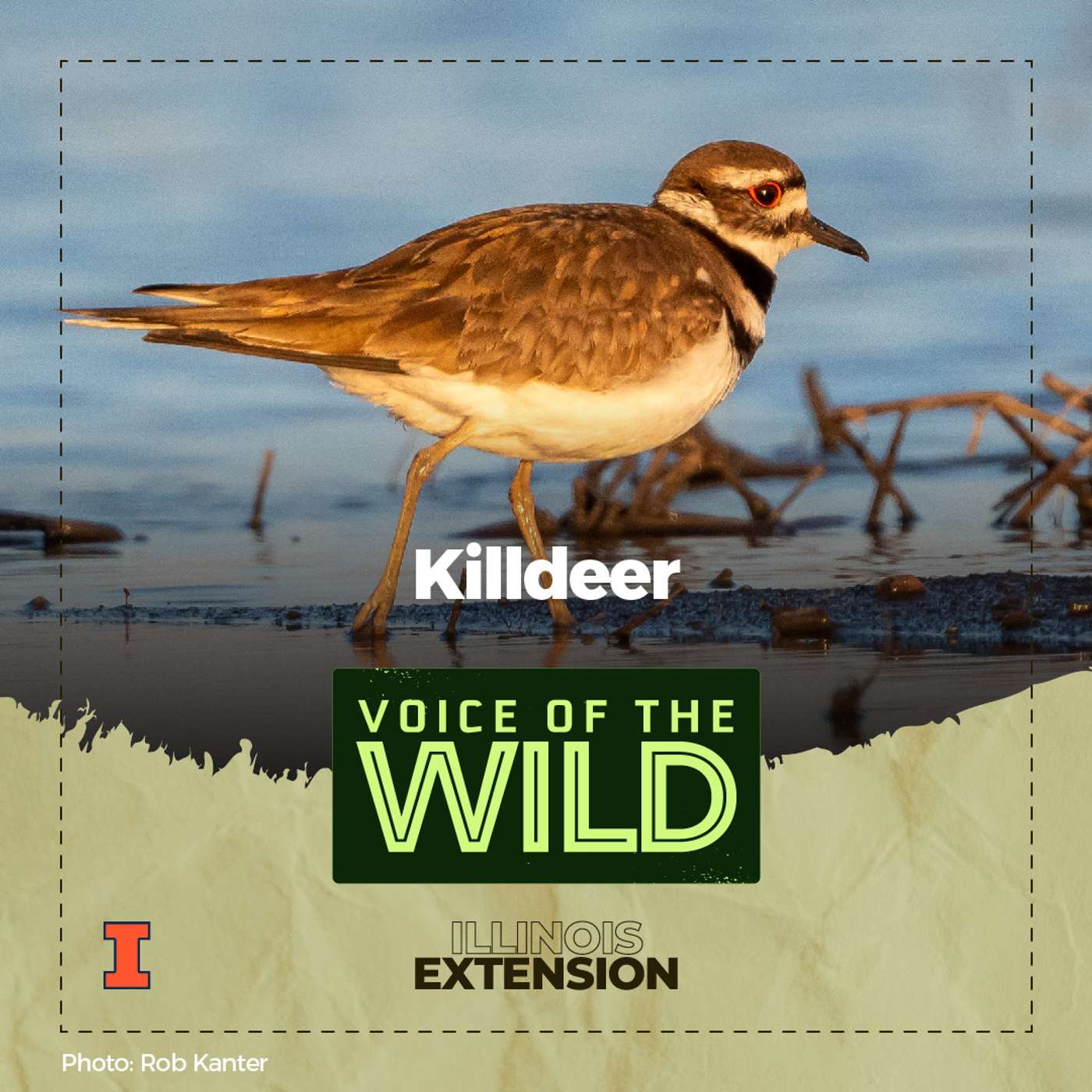 Episode 44: Killdeer – Voice of the Wild episode artwork