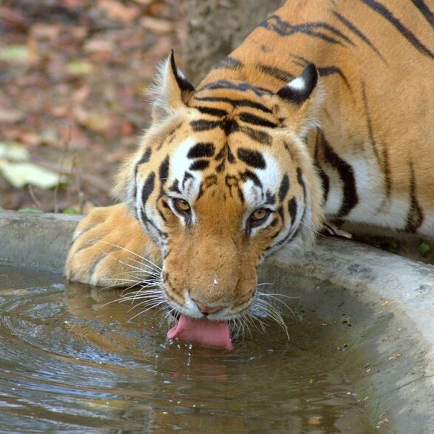 Kanha National Park: The forest that inspired the Jungle Book! episode artwork
