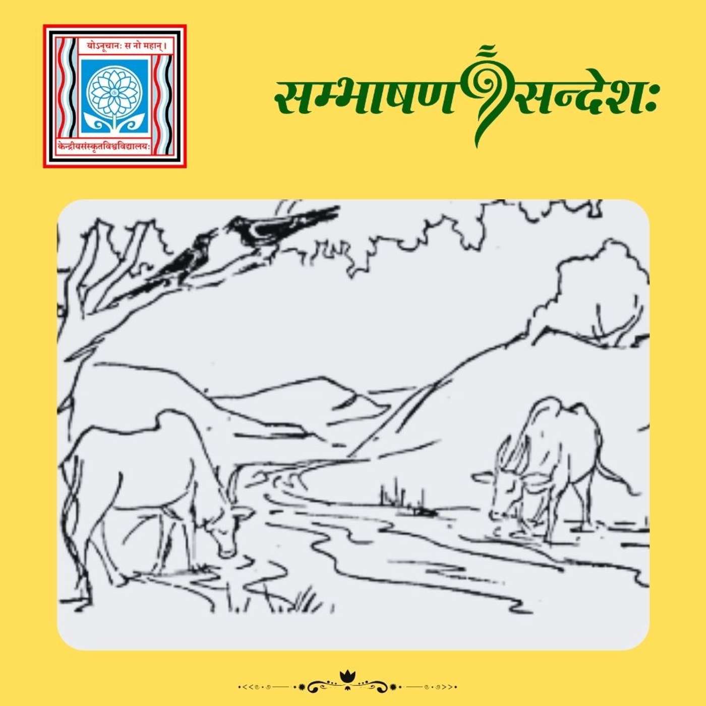 वृषभयोः स्पर्धा