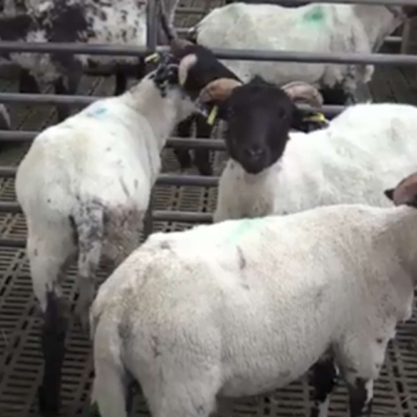 Practical Steps for Successful Indoor Lamb Finishing