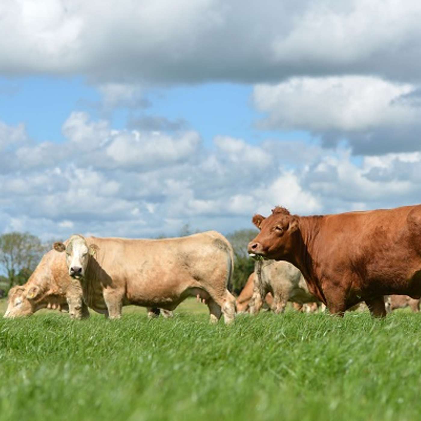 Beef Roadmap 2030: Performance, Profit & Progress