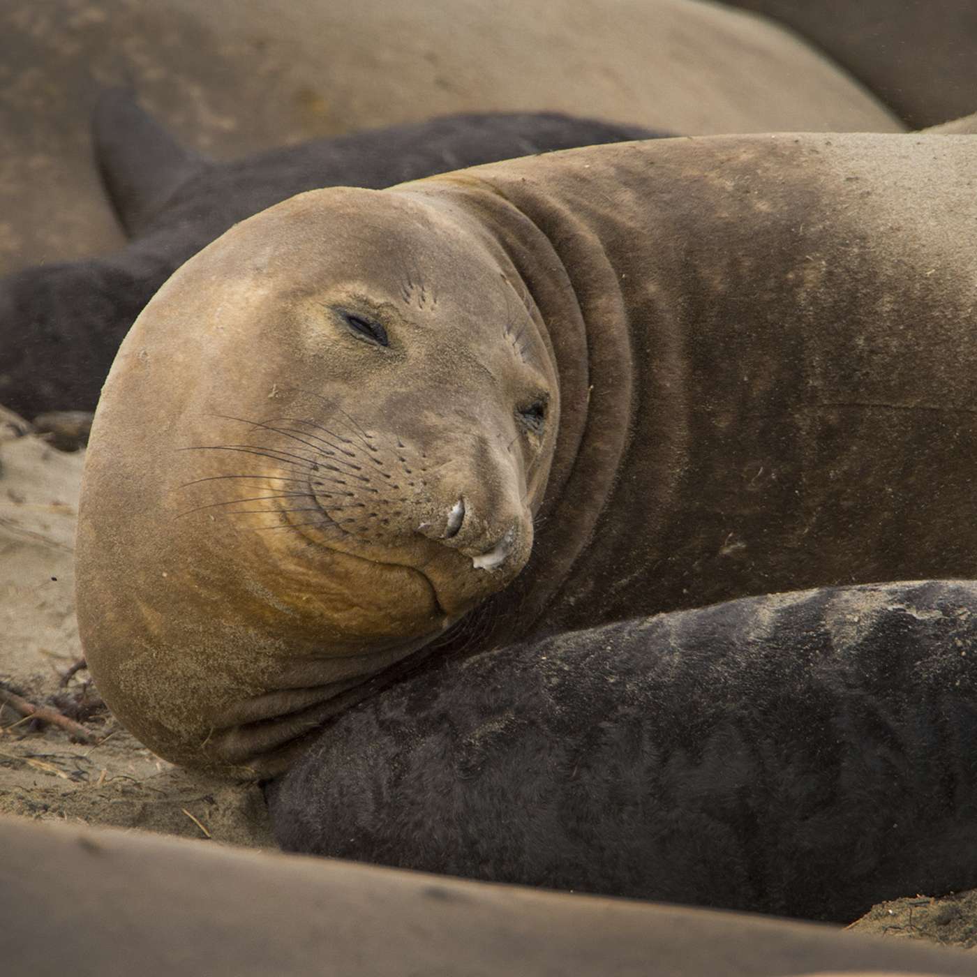 The Nature Photography Podcast