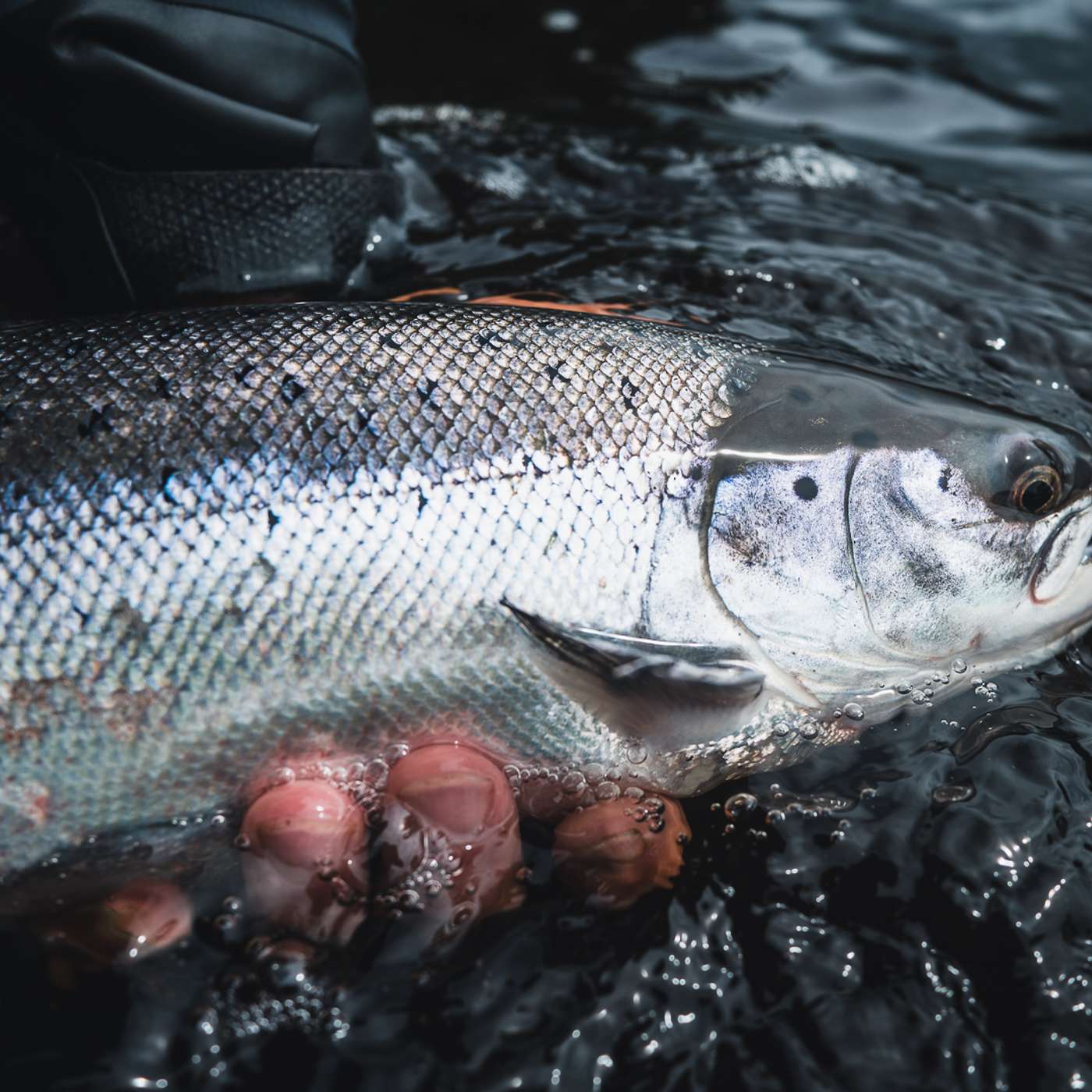 Grilse run update - from the bad to the sublime