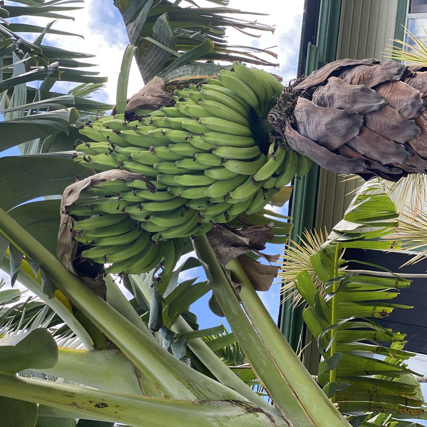 Independence Day & Dangerous Ideas: Challenging Freedom, Power & Perception