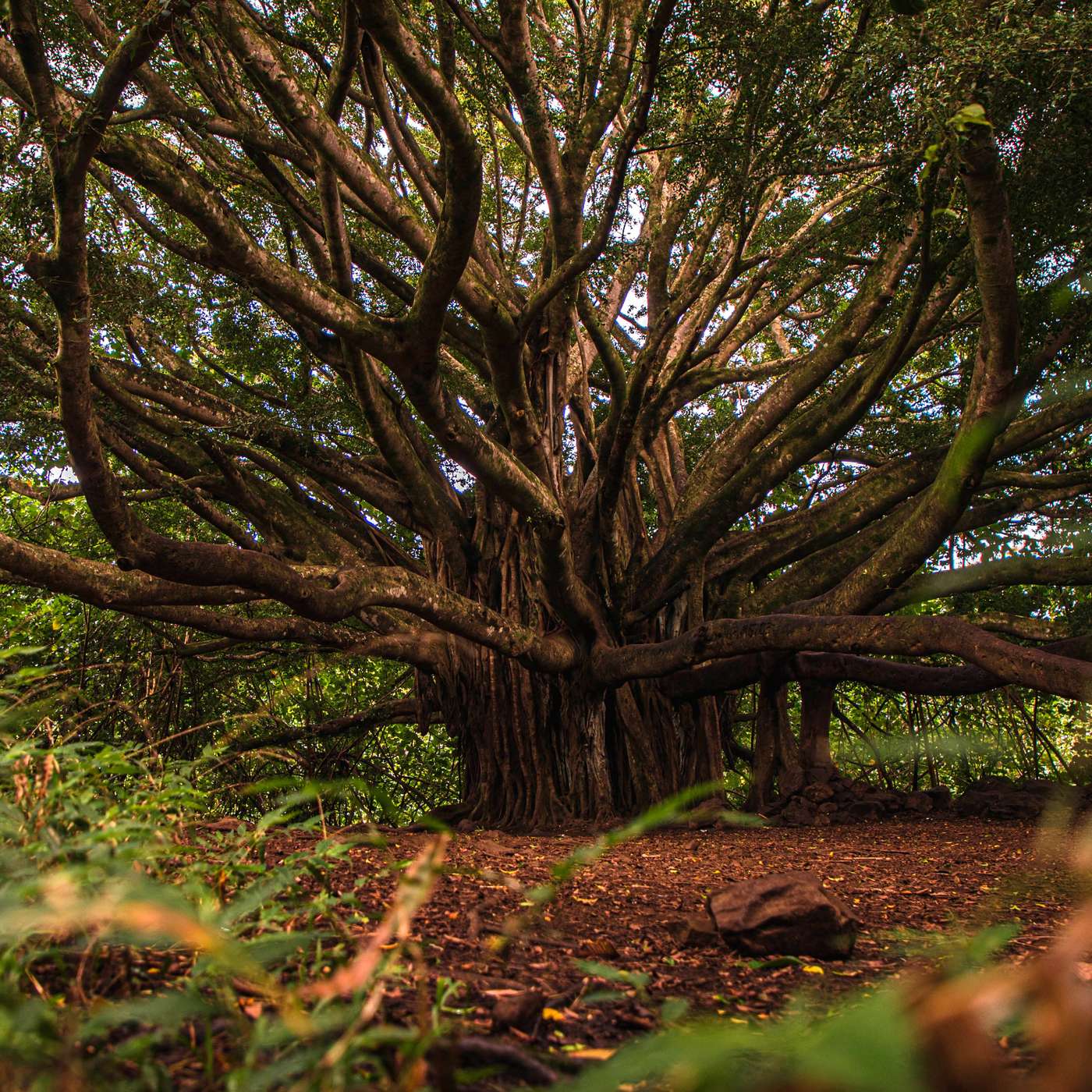 Sanity in the Ancient Way - Hogen Bays