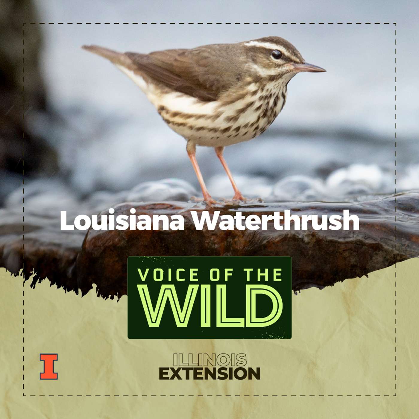Episode 49: Louisiana Waterthrush – Voice of the Wild episode artwork
