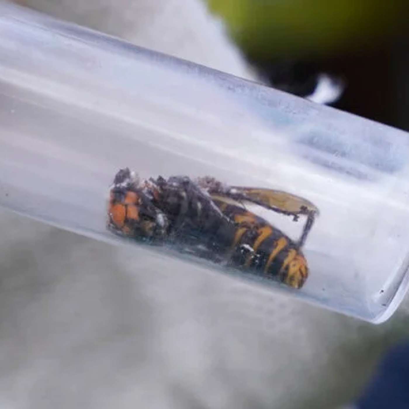 Murder Hornets Eradicated in US, Study Confirms Stimulants Help ADHD, JWST Study Reveals Chiron's Secrets, MIT Enhances AI Chip Design, and more...