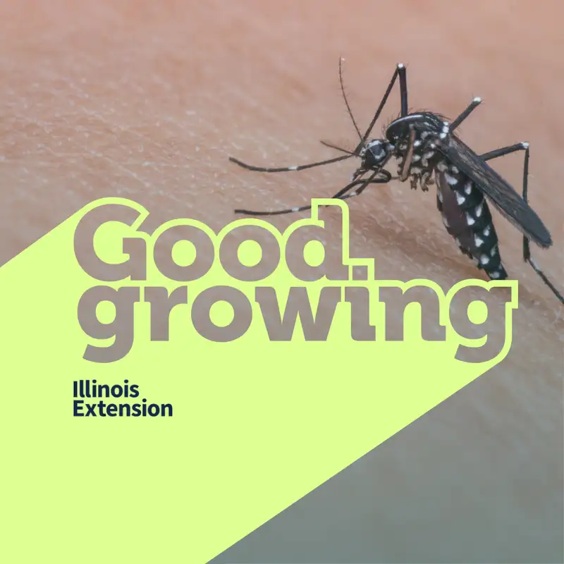 Ep. 213 Summer Mosquito Control:  What Really Works to Keep Bites Away |#GoodGrowing