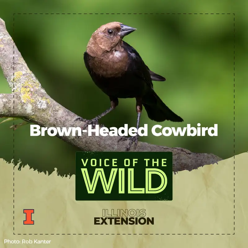 Episode 94: Brown-Headed Cowbird – Voice of the Wild