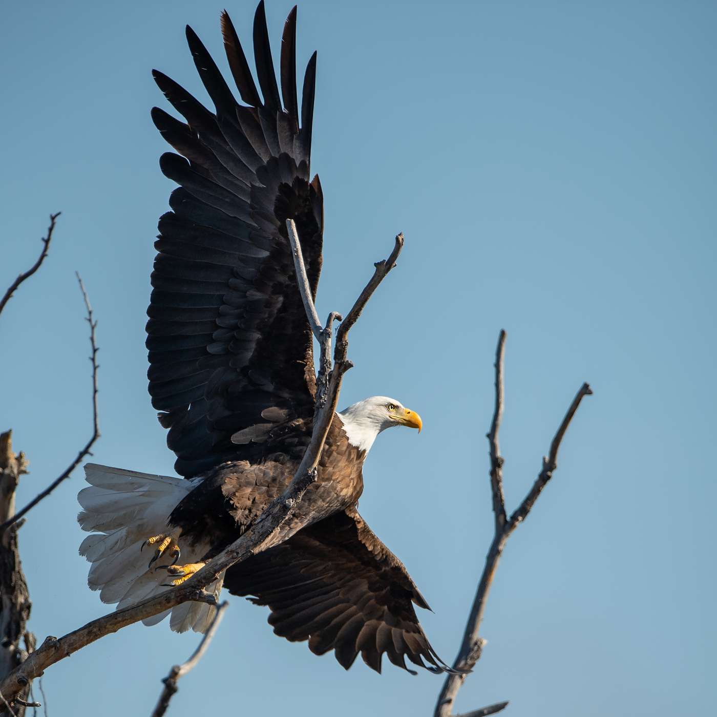 The Nature Photography Podcast