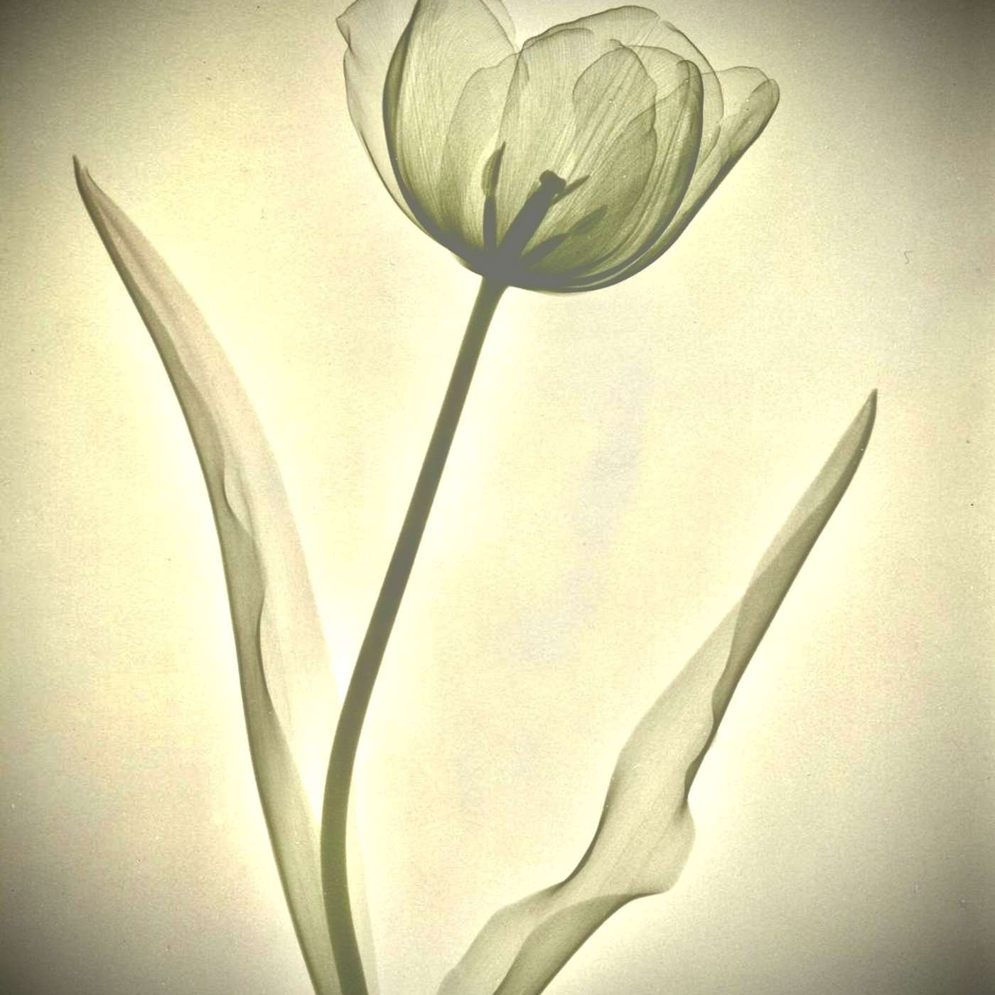 High States, Cultural Vehicles & the Evolution of Brain Chemistry