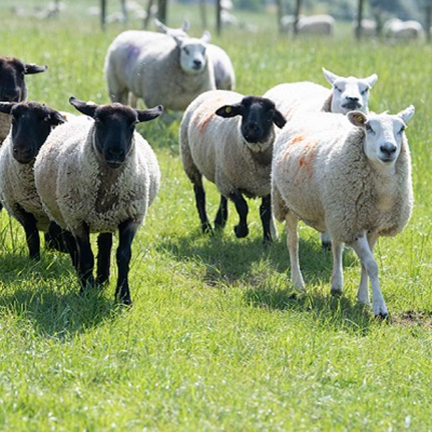 Getting a handle on ewe condition this autumn