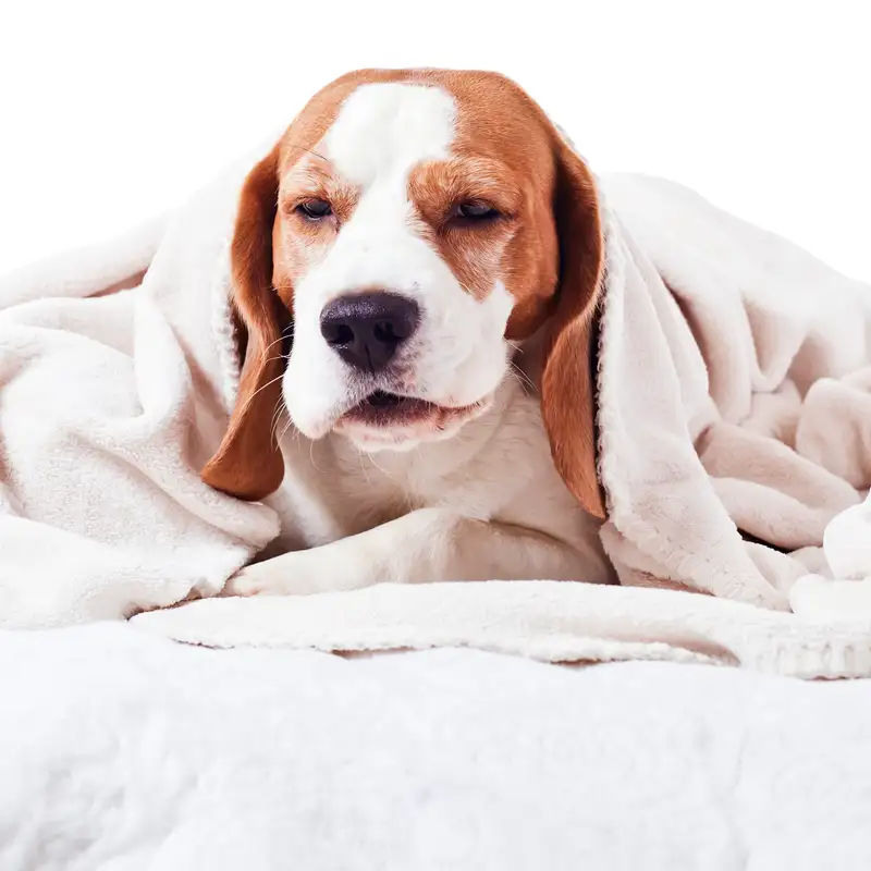 Sound Relief: Supporting Dogs with Seizures