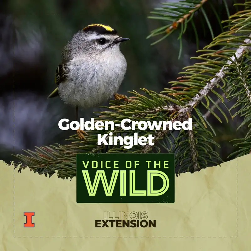 Episode 32: Golden-Crowned Kinglet – Voice of the Wild