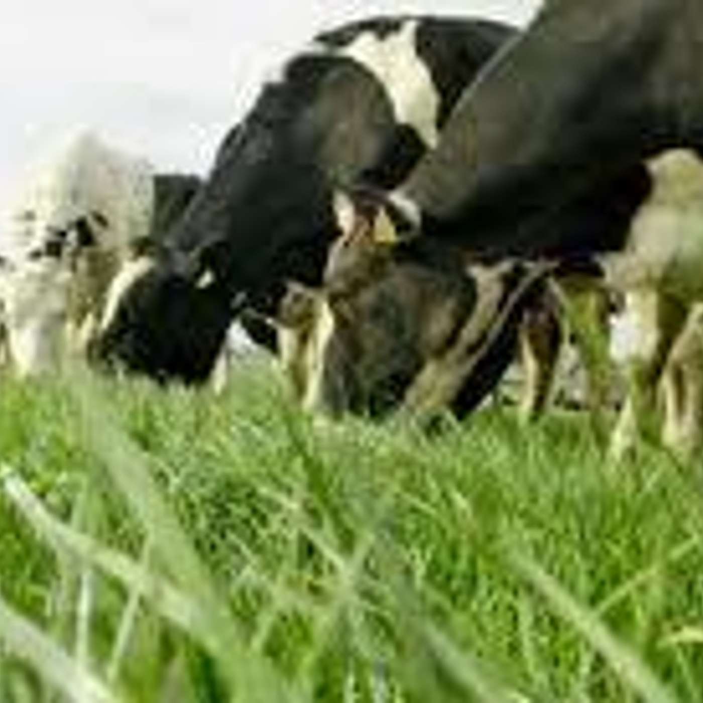 How to deal with the current grassland situation