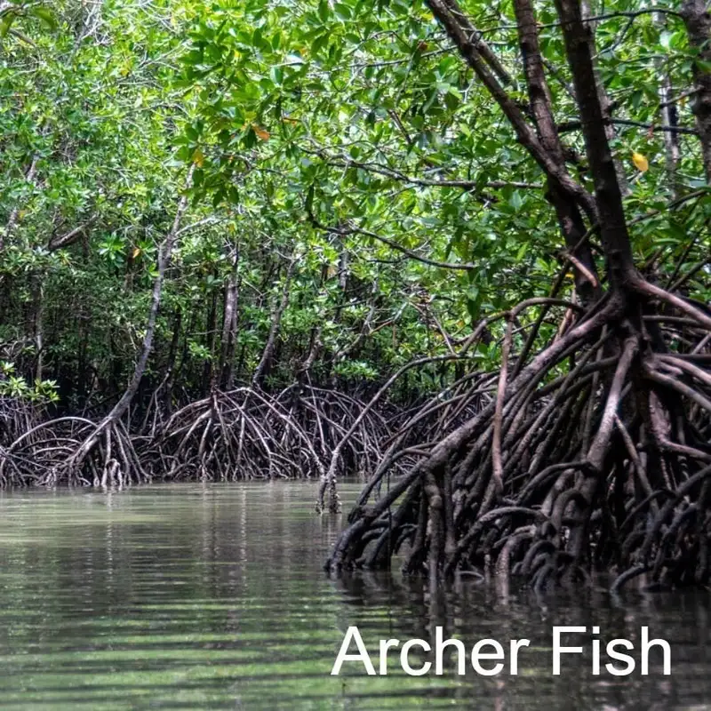 Archer Fish