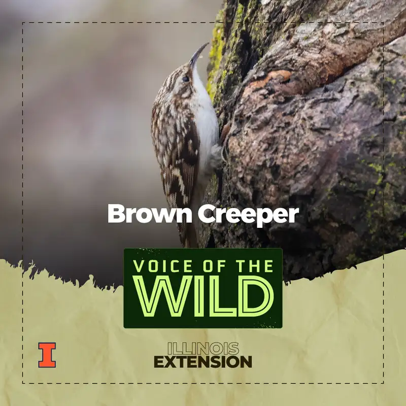 Episode 77: Brown Creeper – Voice of the Wild