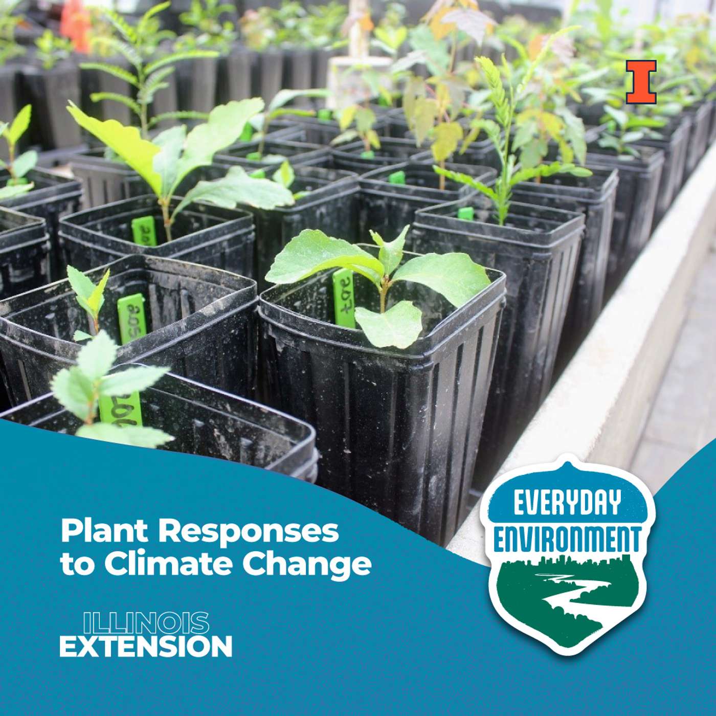 Too Much of a Good Thing: A Plant’s Perspective on Climate Change
