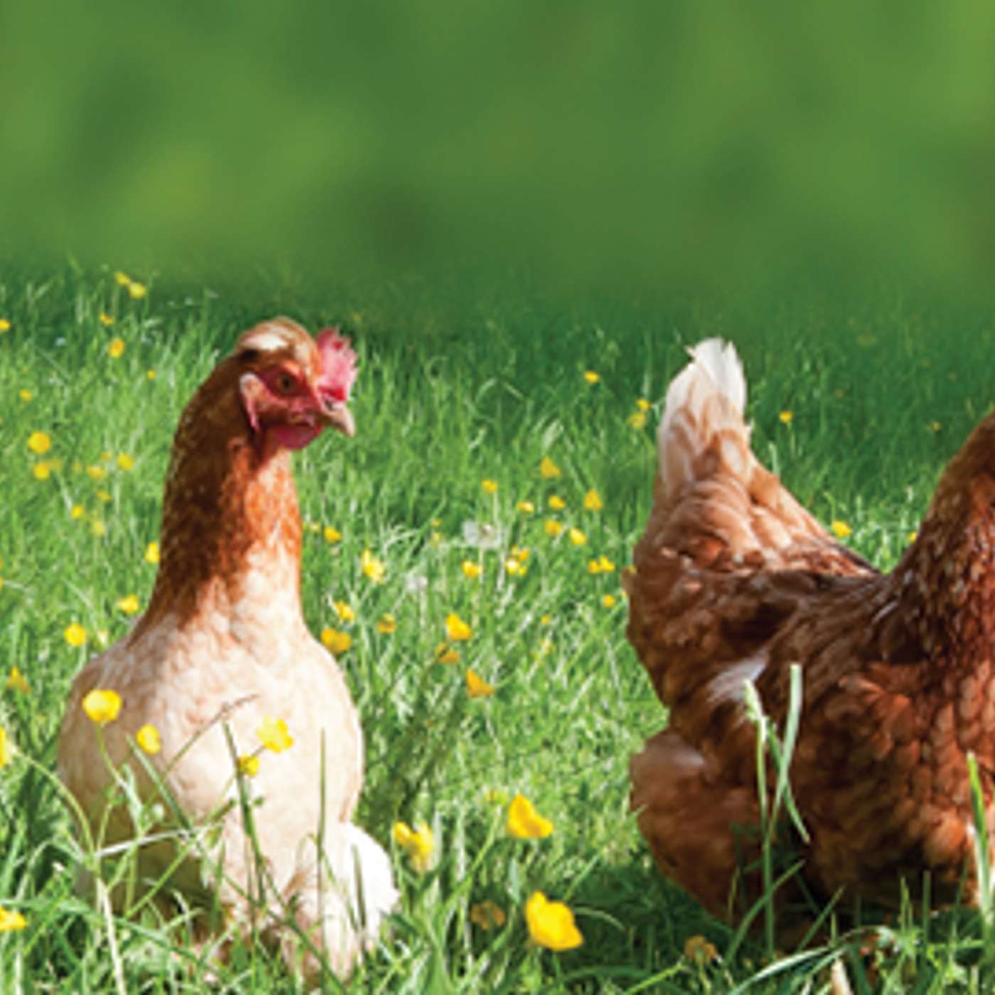 The changes in the Irish egg industry