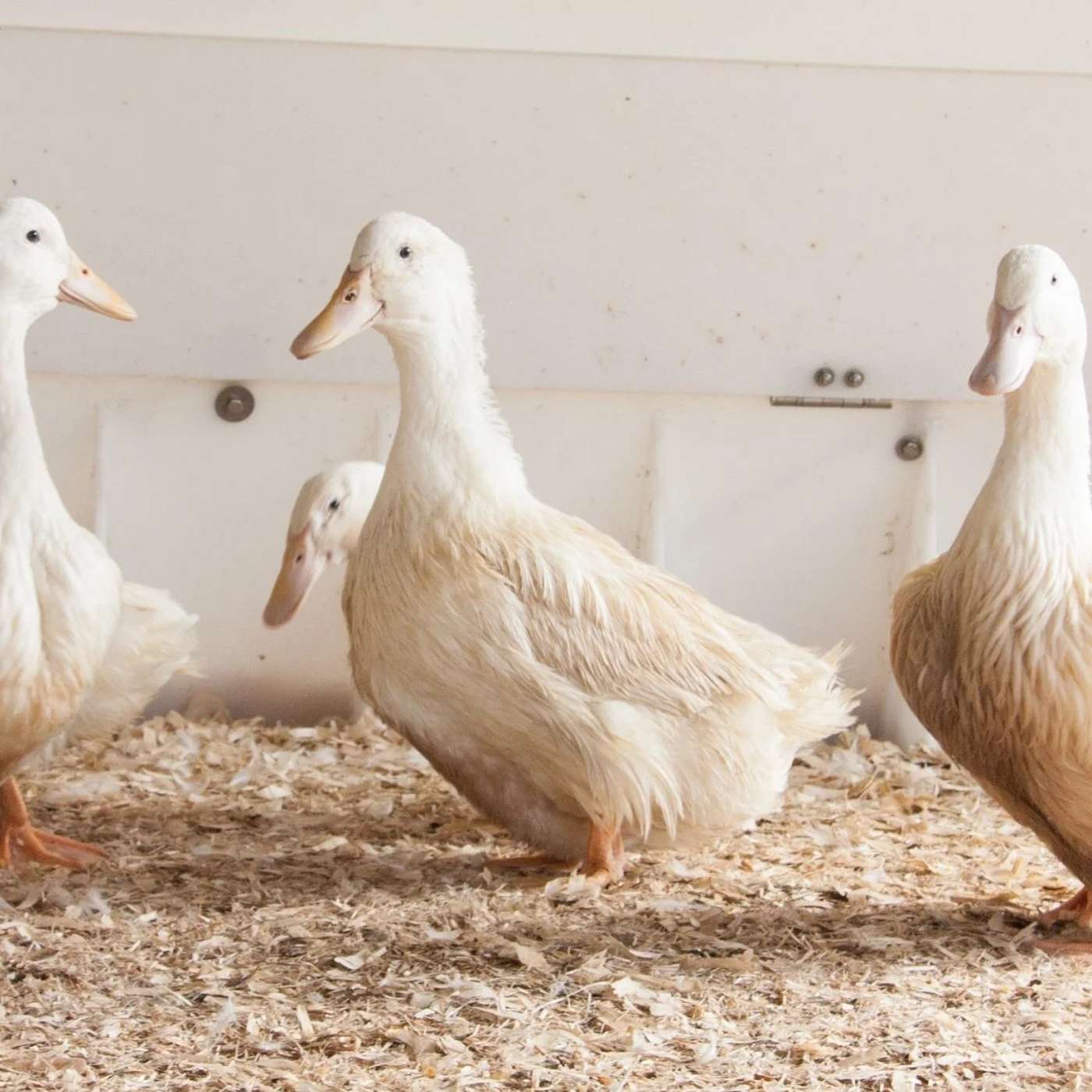 The Irish Duck Sector: Tradition, Innovation & Global Reach