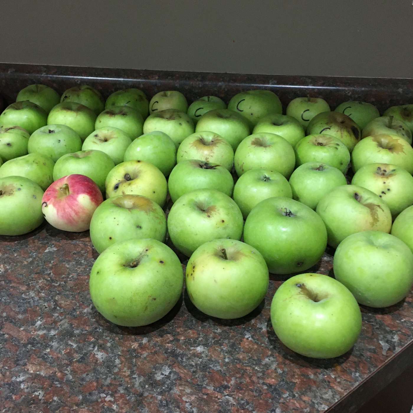 Best Apple Trees for Warm Climates with Larry Stephenson