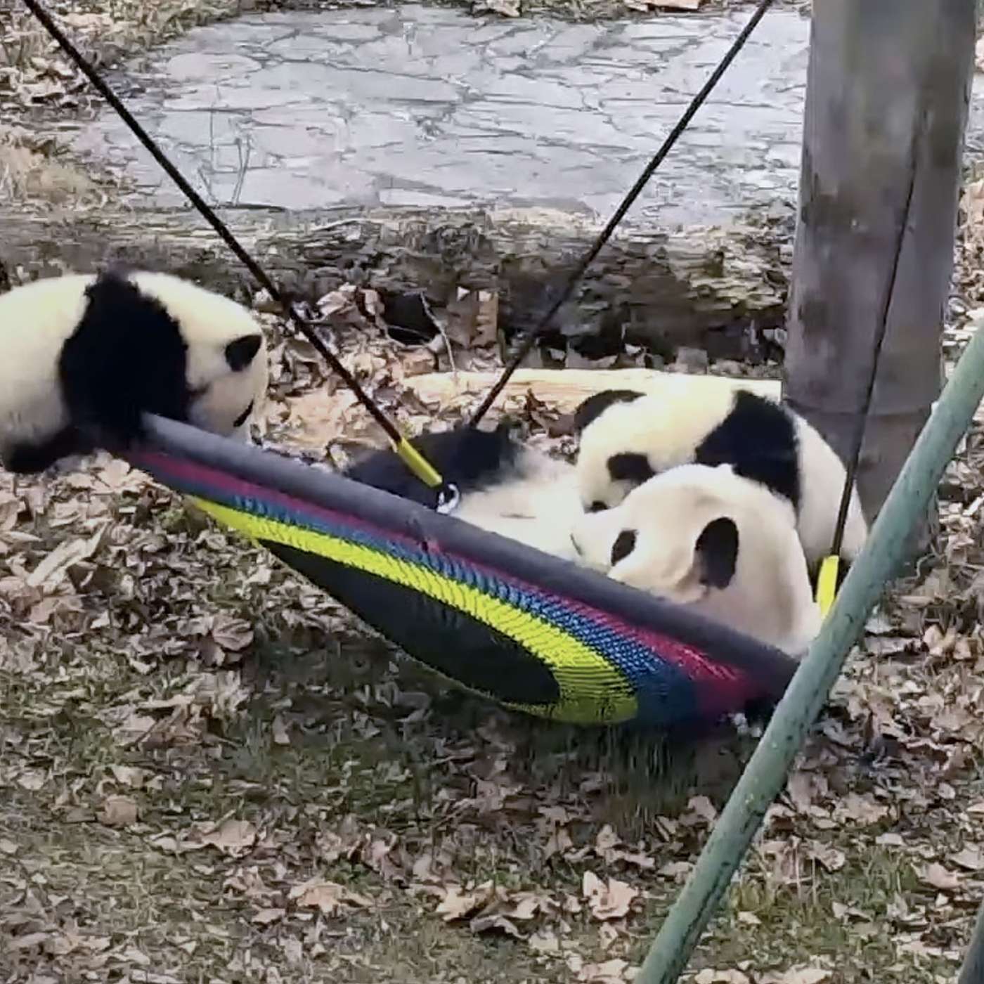 Ep. 319. National Park Monster Ranger: Week 11 Rolling Way Too Loose