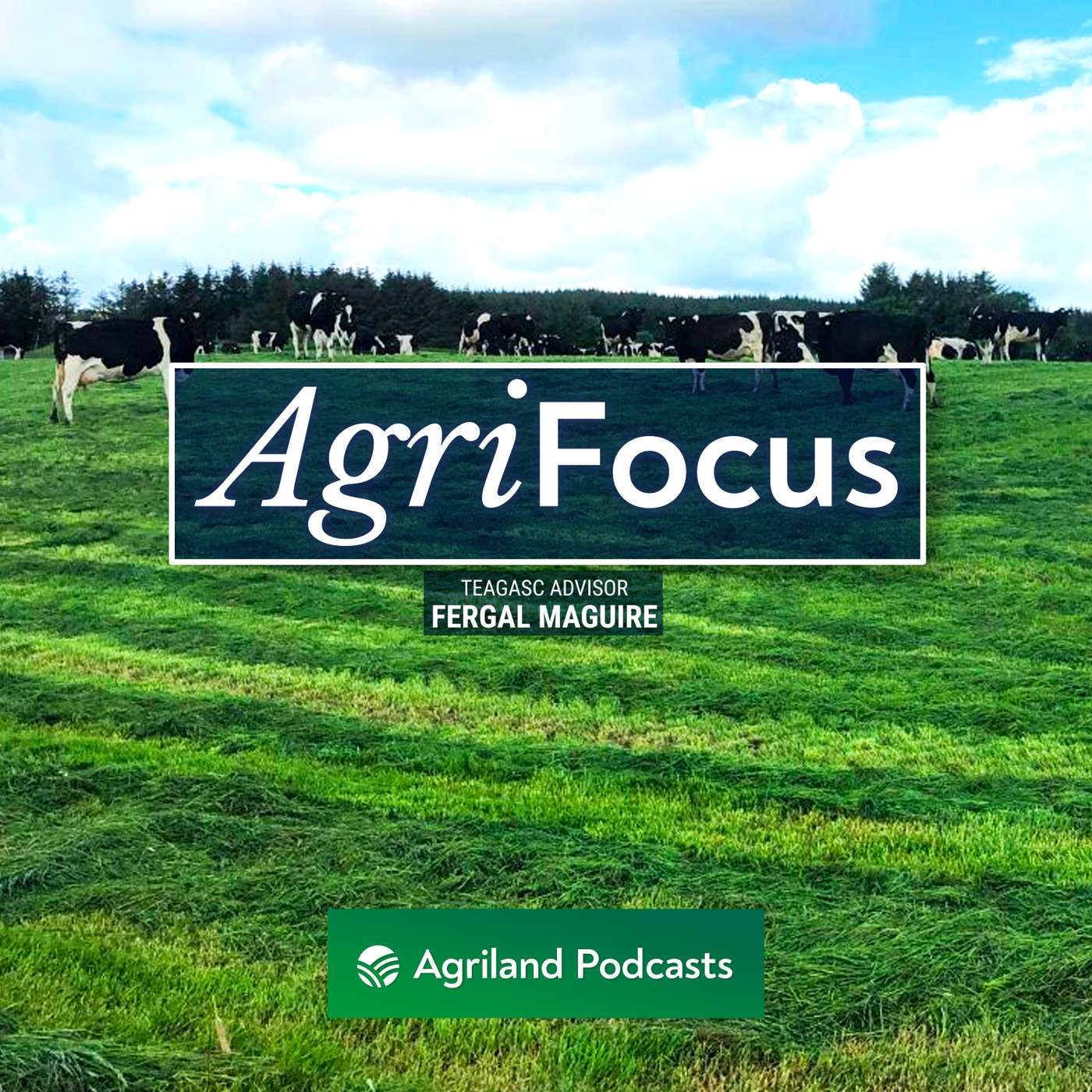 AgriFocus: Grass growth and managing fodder with Teagasc advisor Fergal Maguire