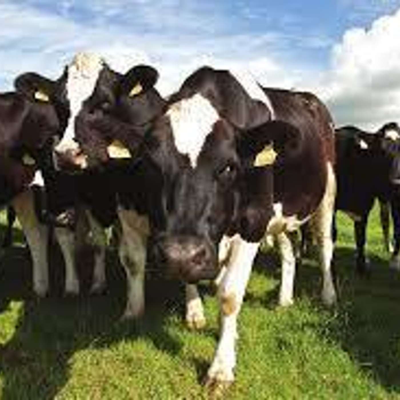 The True Value of Grazed Grass