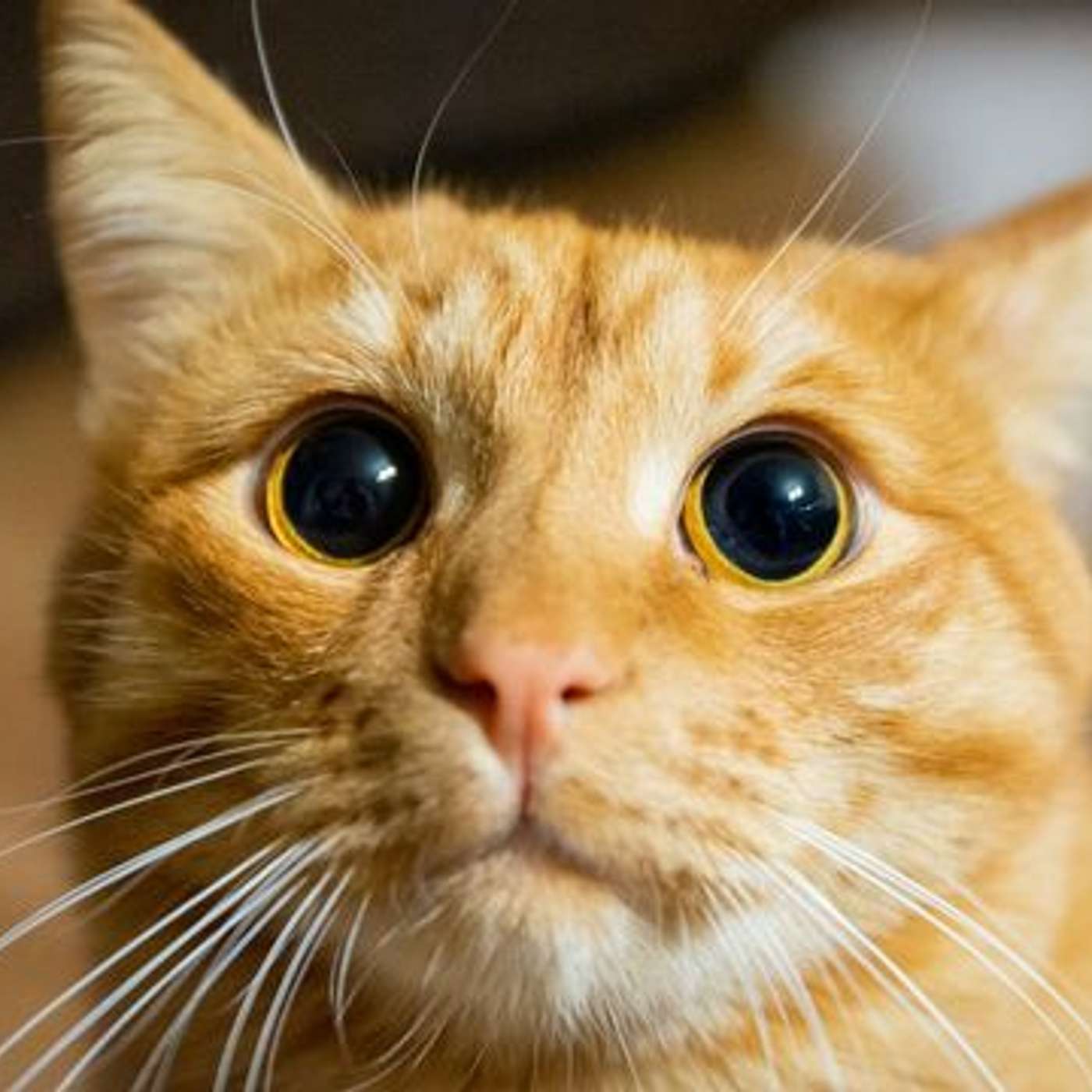 Stanford Uncovers Orange Cat Fur Secret, Roche's Perjeta Cuts Cancer Death Risk, Antarctica's Glaciers Accelerate, Study Finds Breast Cancer Genes, and more...