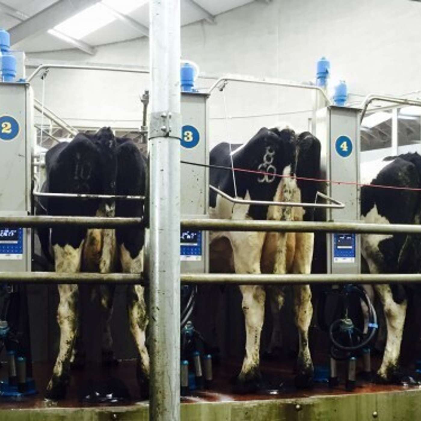 Insights and experience of selective dry cow therapy from Pallaskenry