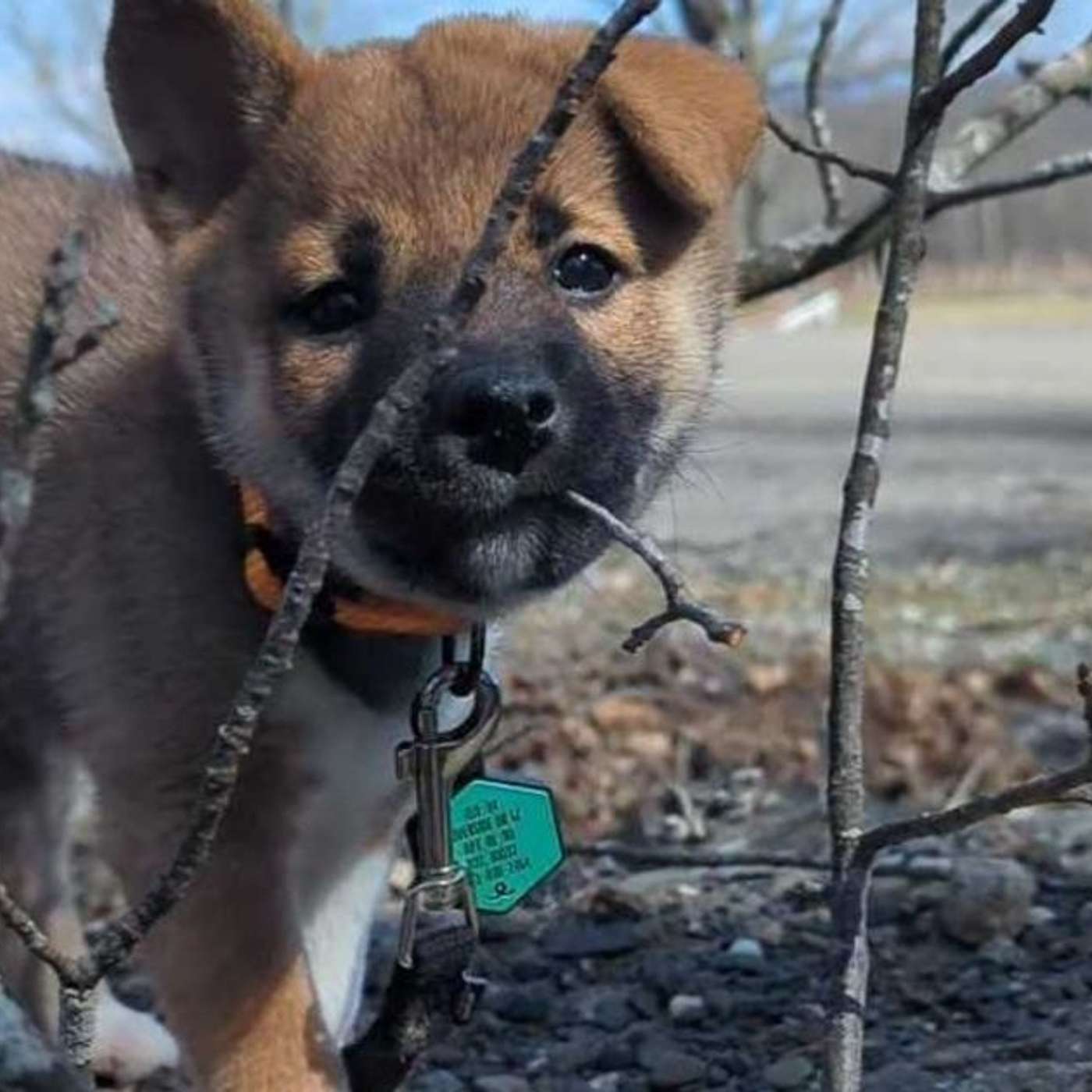 Neolithic Dogs Uncovered, ADHD Drug Cuts Psychosis Risk, GH001 Promises Depression Breakthrough, Gut Cells Suppress Appetite, and more... Neolithic Dogs Uncovered, ADHD Drug Cuts Psychosis Risk, GH001 Promises Depression Breakthrough, Gut Cells Suppress Appetite, and more...