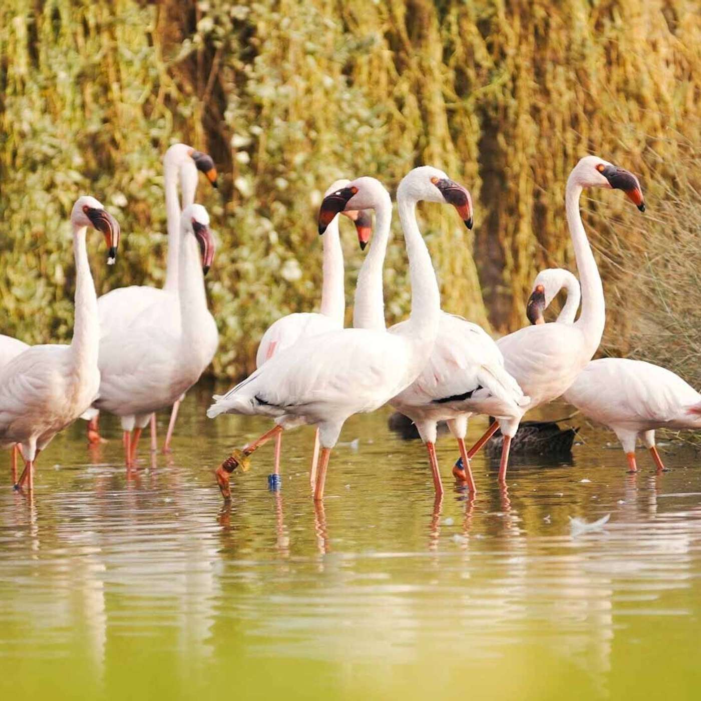 What to expect from Sharjah Safari this year with Budour Al Ketbi (05.10.23)