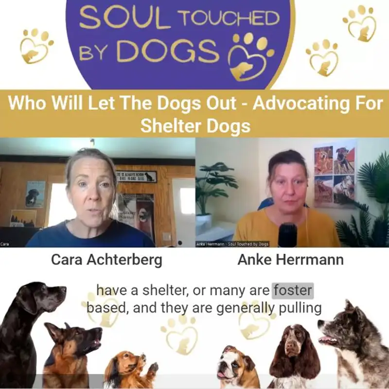Cara Achterberg - Who Will Let The Dogs Out - Advocating For Shelter Dogs