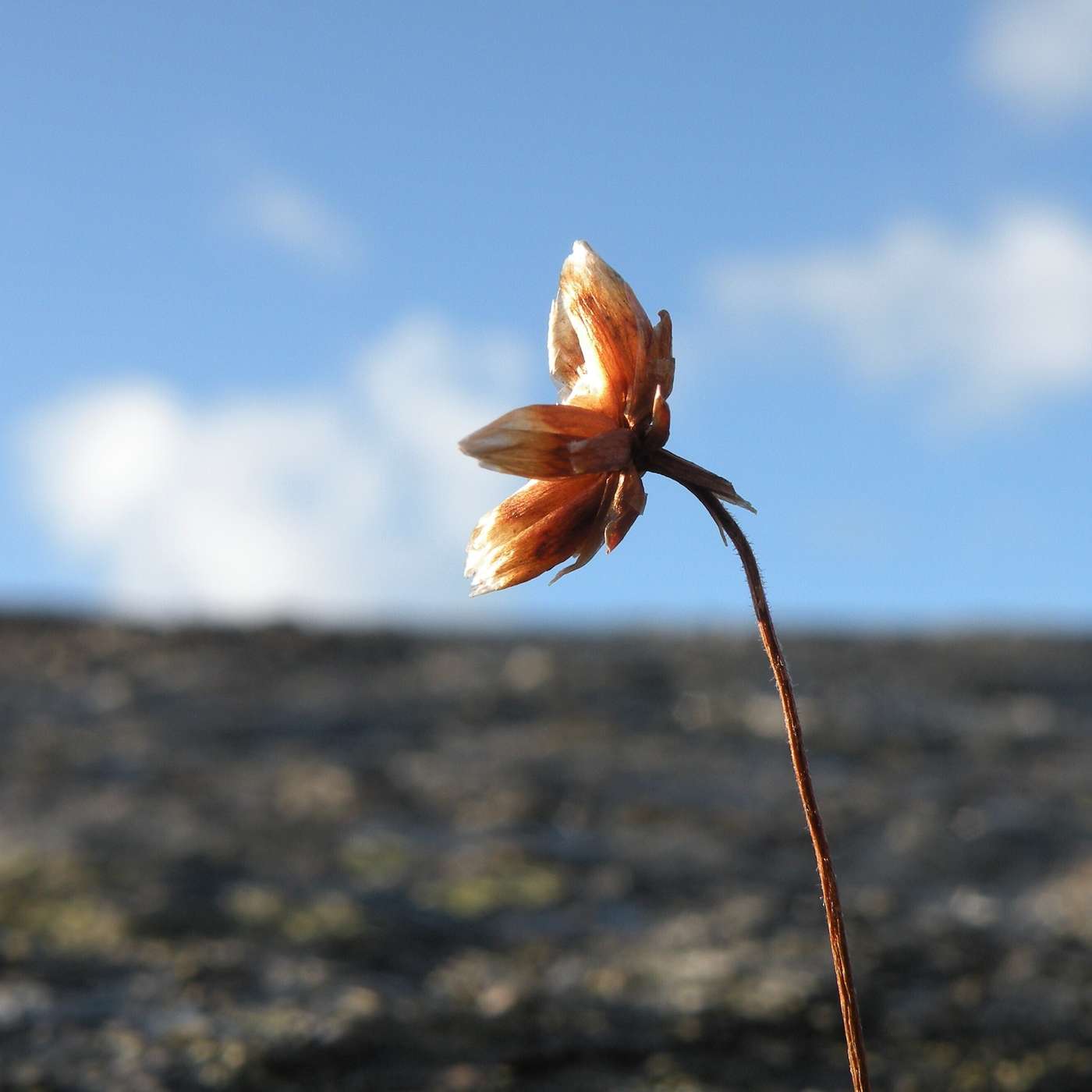 Karmels hage på St Rita Radio