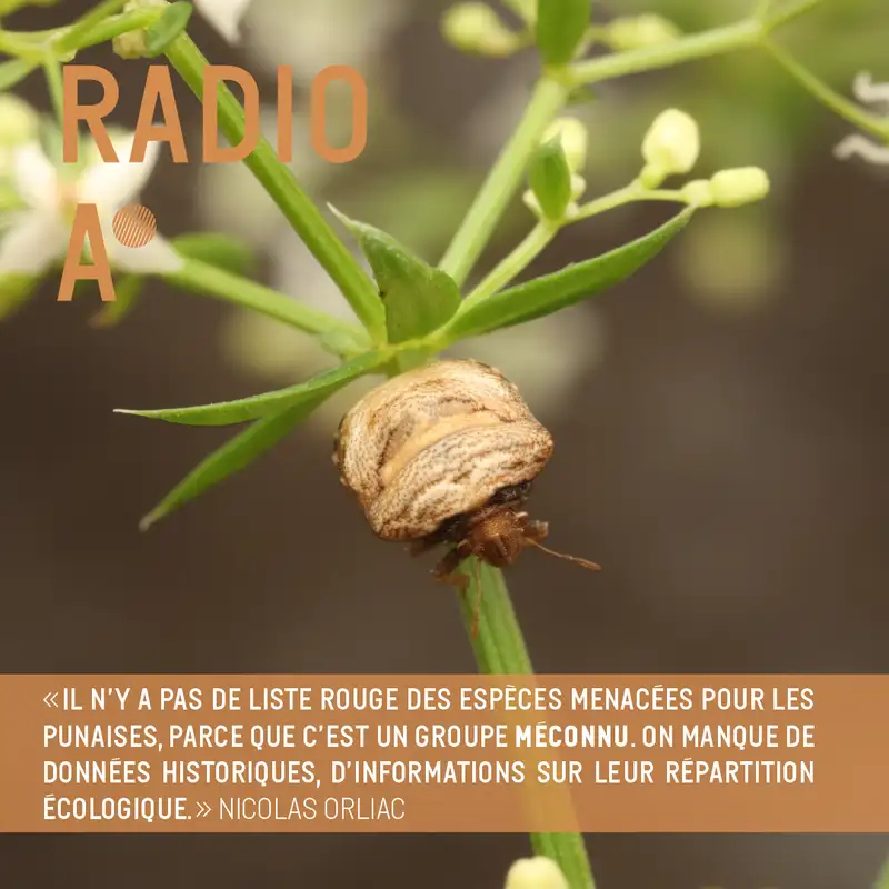 Les plantes et les punaises : une longue histoire 