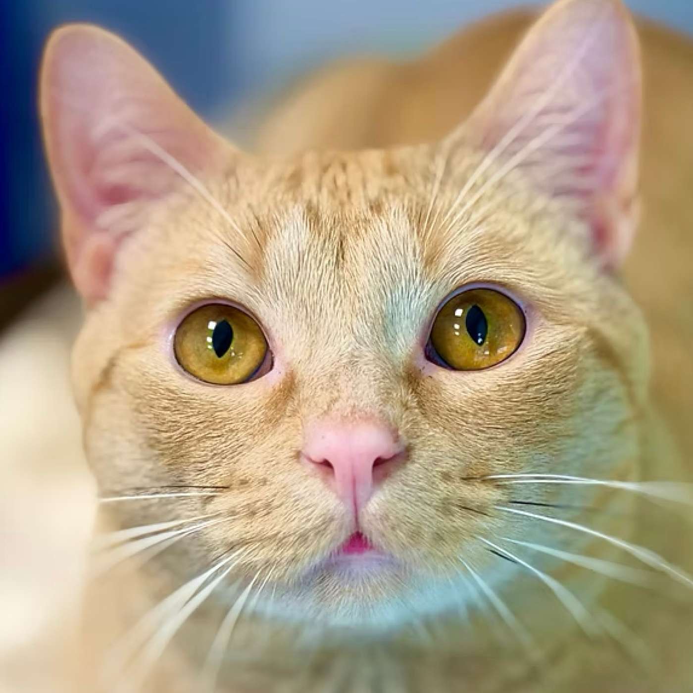 Do Cats Experience Separation Anxiety? episode artwork